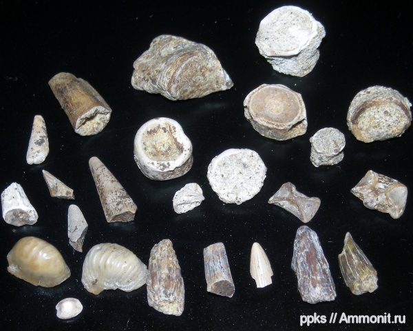 зубы, Ptychodus, позвонки, Варавино, teeth