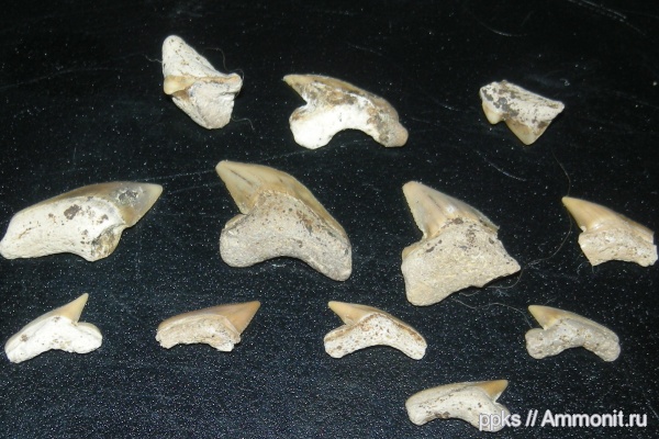 зубы, акулы, Palaeoanacorax, Варавино, teeth, sharks