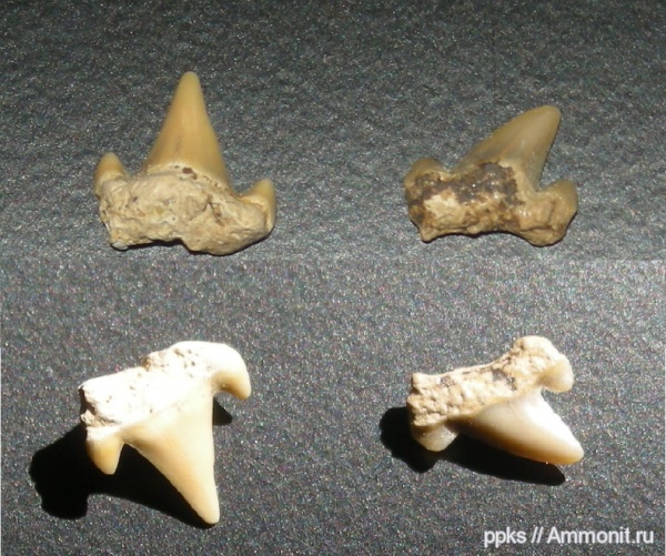 зубы, акулы, Варавино, teeth, sharks