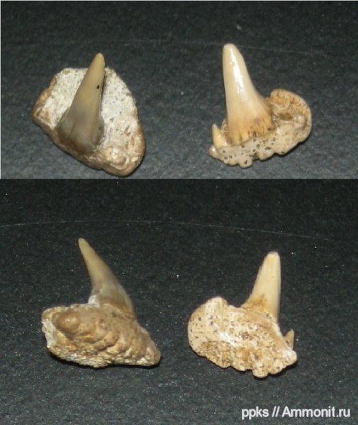 зубы, акулы, Paraorthacodus, Варавино, teeth, sharks
