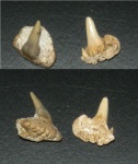 зубы Paraorthacodus?