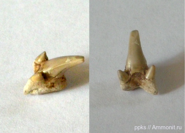 мел, акулы, сеноман, Leptostyrax, Варавино, Cenomanian, Cretaceous, sharks