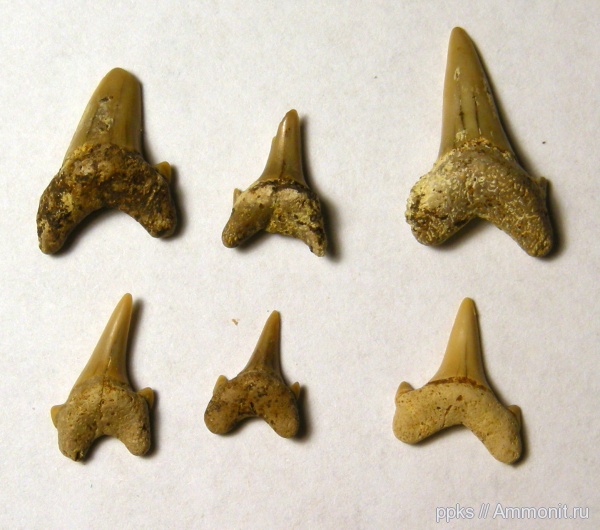 мел, акулы, сеноман, Варавино, Cenomanian, Cretaceous, sharks