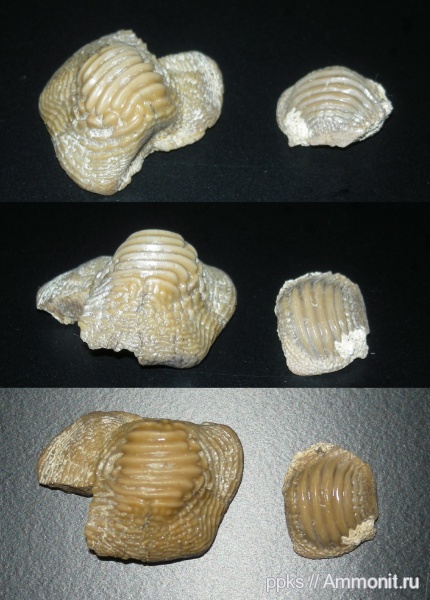 зубы, меловой период, акулы, Ptychodus, Варавино, Cretaceous, teeth, sharks