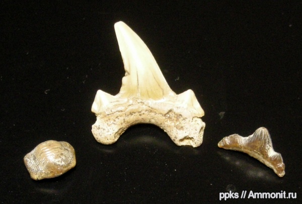 зубы, меловой период, акулы, Polyacrodus, Варавино, Cretaceous, teeth, sharks