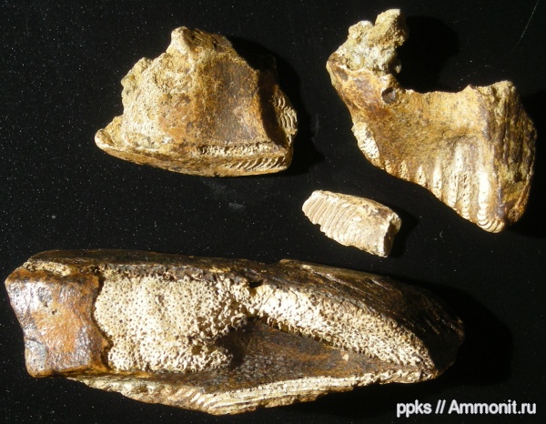 меловой период, химеры, Шацк, Cretaceous