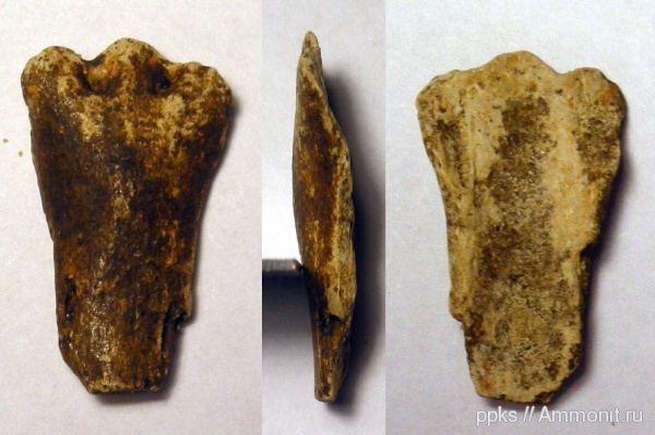 меловой период, химеры, головной шип, Шацк, Cretaceous