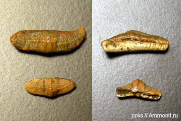 зубы, меловой период, акулы, Heterodontus, Шацк, Cretaceous, teeth, sharks
