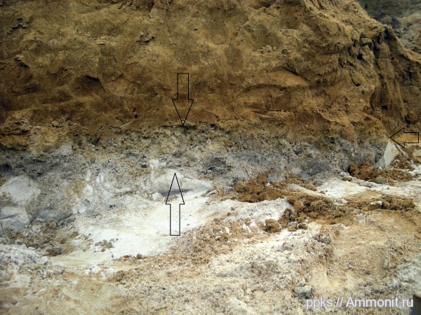 меловой период, акулы, химеры, сеноман, Шацк, Cenomanian, Cretaceous, sharks