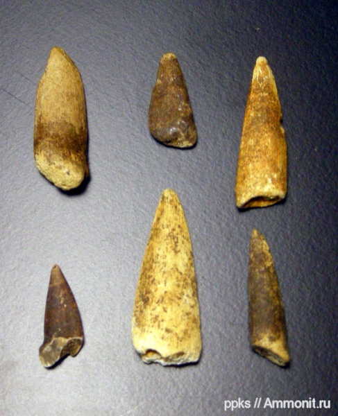 меловой период, костистые рыбы, Шацк, Cretaceous