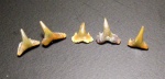 зубы акул Synechodus