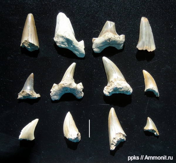 мел, акулы, сеноман, Варавино, Cenomanian, Cretaceous, sharks