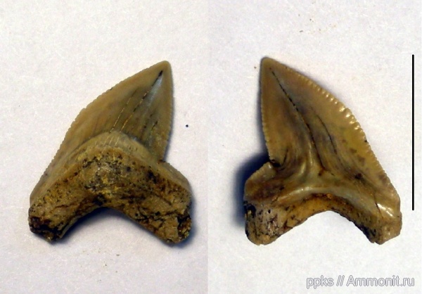 зубы, меловой период, акулы, Варавино, Cretaceous, teeth, sharks