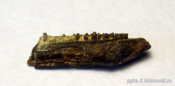 рыбы, зубы, меловой период, Варавино, Cretaceous, fish, teeth