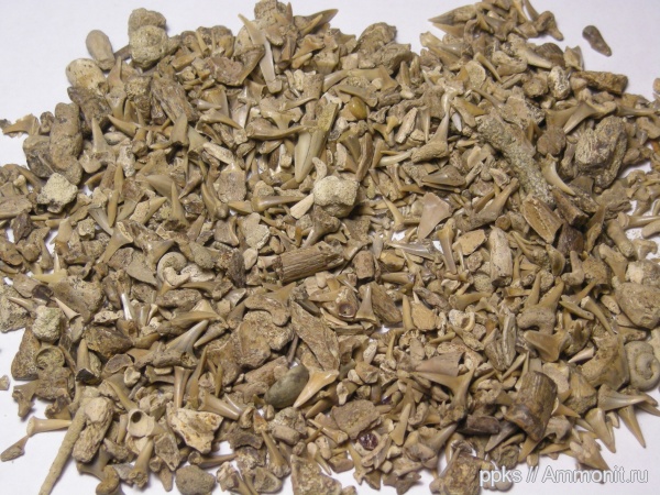 меловой период, сеноман, Варавино, Cenomanian, Cretaceous