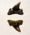 зуб Archaeolamna sp.