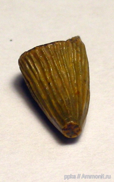 рептилии, зубы, меловой период, Шацк, Cretaceous, teeth