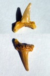 зуб Paranomotodon