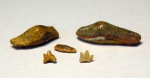 Разные зубы Heterodontus