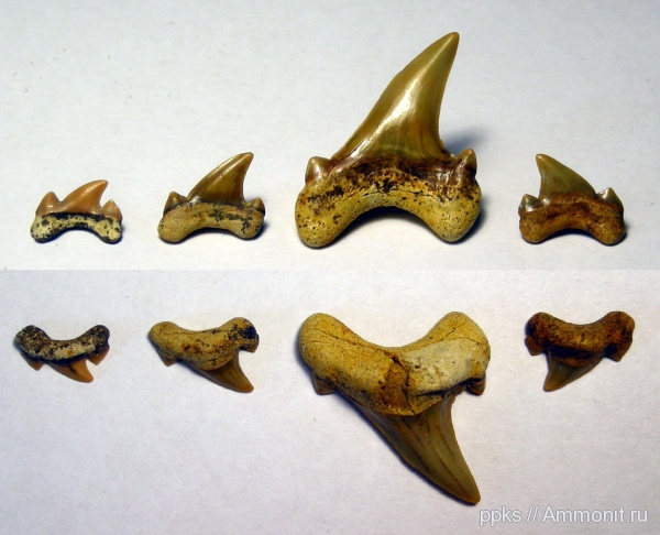 зубы, акулы, Шацк, teeth, sharks