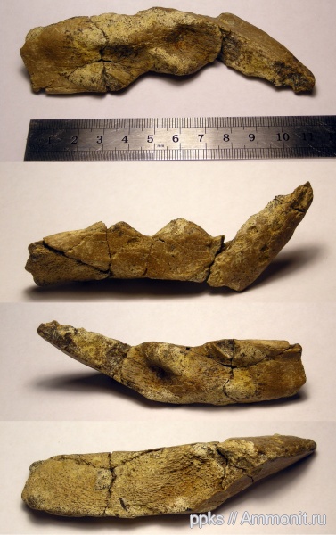 химеры, сеноман, Варавино, Cenomanian