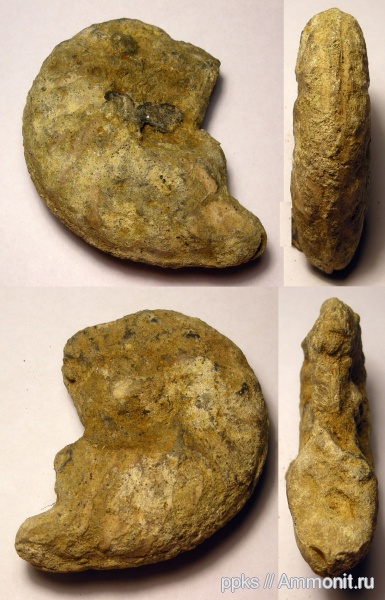 сеноман, Варавино, Schloenbachia varians, Cenomanian