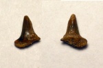 зуб Meristodonoides