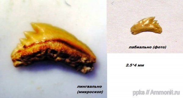 акулы, сеноман, Варавино, Pachygaleus, Cenomanian, sharks