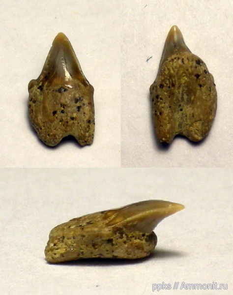 акулы, сеноман, Cretoxyrhina, Варавино, Cenomanian, sharks