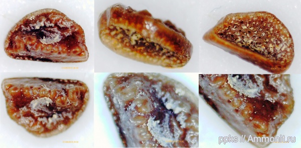 меловой период, сеноман, Варавино, Pycnodontiformes, Cenomanian, Cretaceous