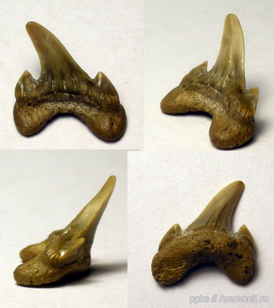 зубы, акулы, сеноман, Варавино, Cretodus, Cenomanian, teeth, sharks