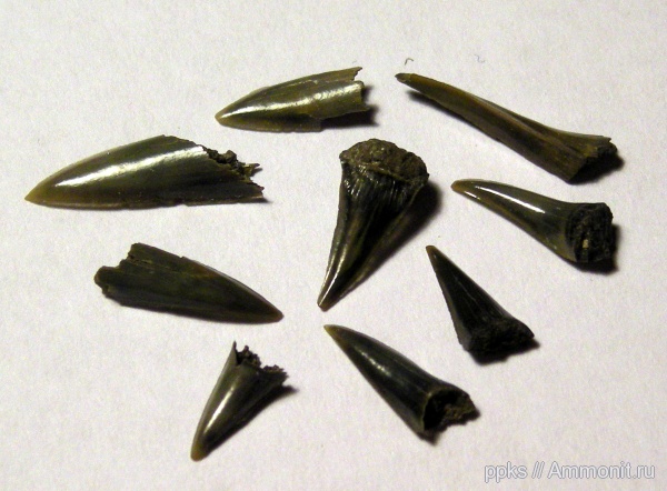 юра, зубы, волжский ярус, Sphenodus, Volgian, Jurassic, teeth