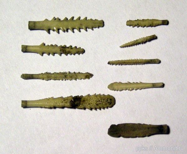 морские ежи, юра, Jurassic