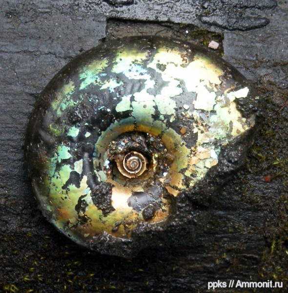 юра, Фили, Kachpurites, Kachpurites subfulgens, Volgian, Jurassic