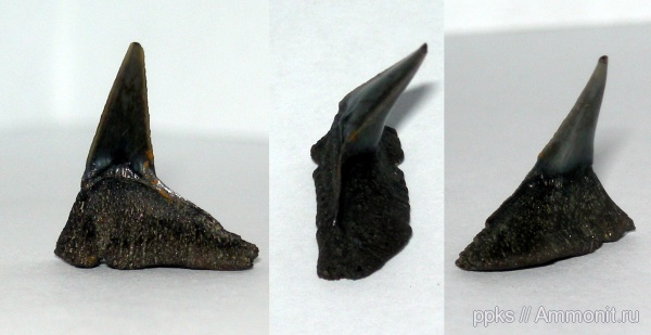 юра, Фили, волжский ярус, Sphenodus, Volgian, Jurassic