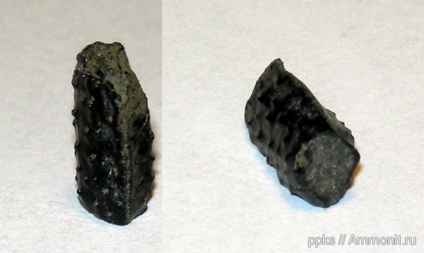 Фили, волжский ярус, ракообразные, Volgian