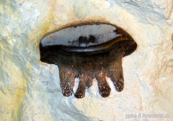 карбон, Цемгигант, рыбы, Polyrhizodus, fish