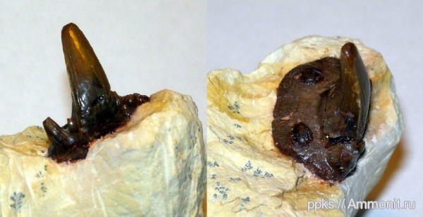 карбон, Цемгигант, рыбы, зубы, Glikmanius, fish, teeth