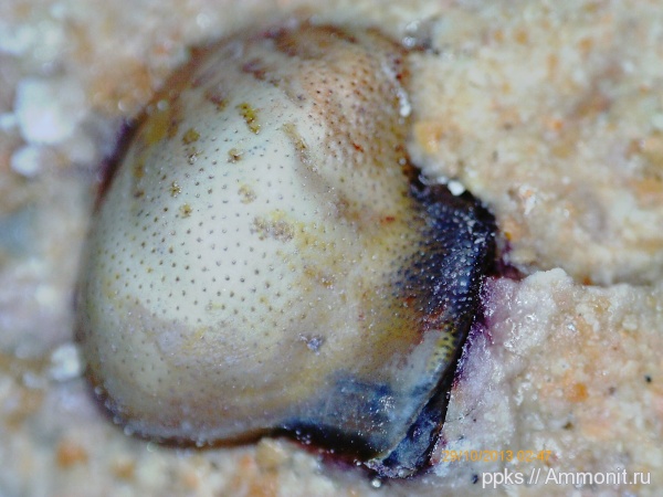 карбон, Цемгигант, Deltodus, зубы рыб, fish teeth