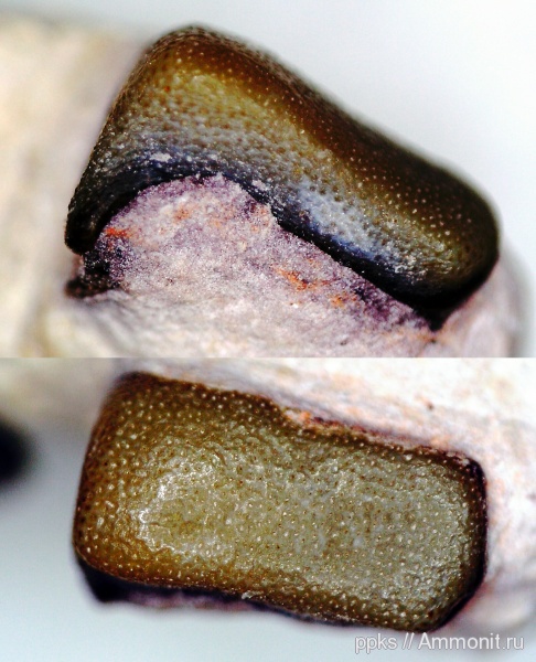 карбон, Цемгигант, зубы, Lagarodus, Psammodontiformes, teeth