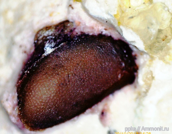 карбон, Цемгигант, рыбы, зубы, fish, teeth