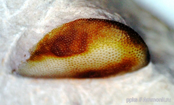 карбон, Цемгигант, рыбы, зубы, fish, teeth