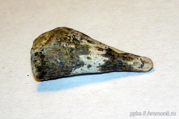 мел, сеноман, Варавино, Cenomanian, Cretaceous