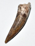 зуб плезиозавра Polycotylidae gen. et sp. indet.(?)