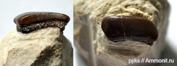 карбон, Цемгигант, рыбы, зубы, Lagarodus, Psammodontiformes, Lagarodus specularis, fish, teeth