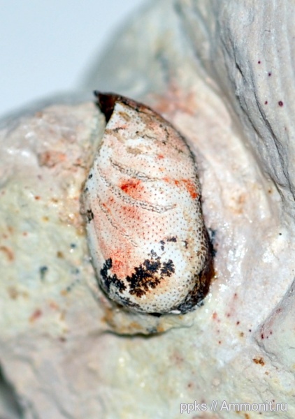 карбон, Цемгигант, рыбы, зубы, Deltodus, Deltodus concha, fish, teeth