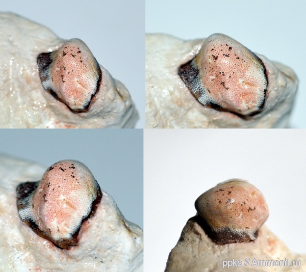 карбон, Цемгигант, рыбы, зубы, Deltodus, fish, teeth