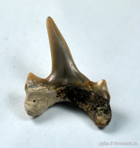 зубы, акулы, сеноман, Archaeolamna, Варавино, Cenomanian, teeth, sharks