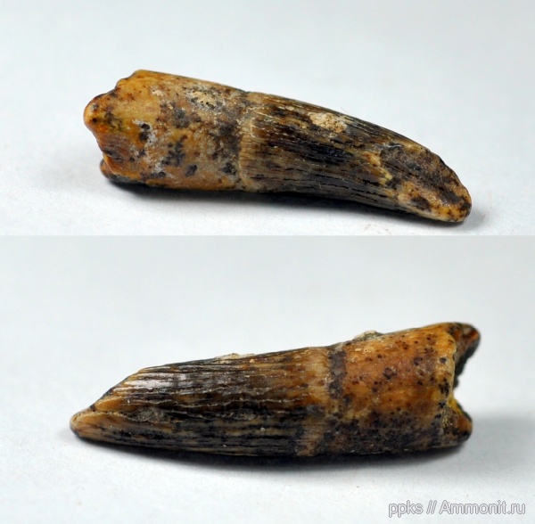 зубы, плезиозавры, сеноман, Варавино, Cenomanian, teeth