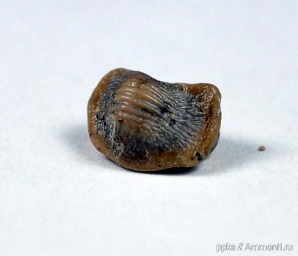 рыбы, сеноман, Варавино, Ptyhodus, Cenomanian, fish